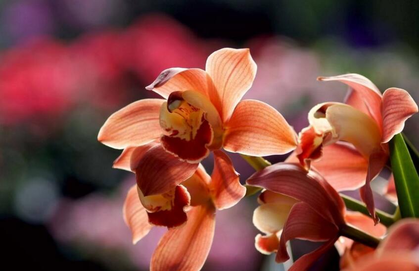 蘭花開花後怎麼處理,及時的補肥為來年做準備