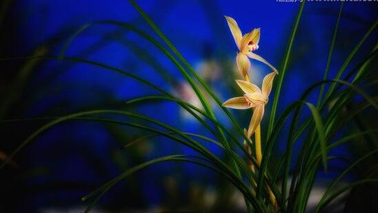 蘭花開花後怎麼處理,及時的補肥為來年做準備