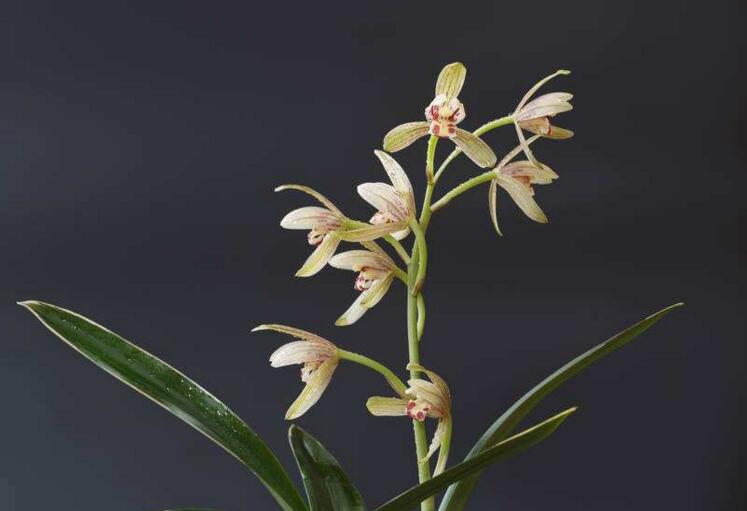 蘭花開花後怎麼處理,及時的補肥為來年做準備