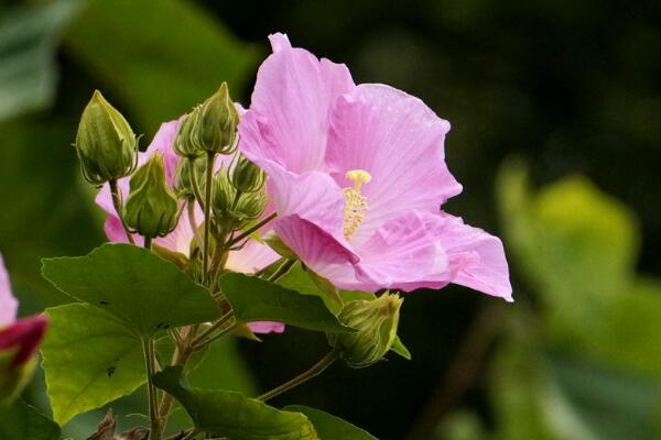 芙蓉花象征什麼，富貴榮華(諧音)