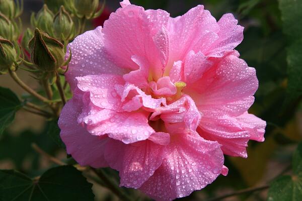 芙蓉花象征什麼，富貴榮華(諧音)