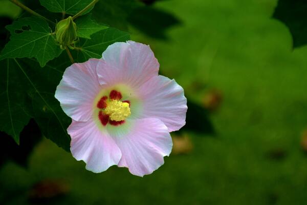 芙蓉花象征什麼，富貴榮華(諧音)