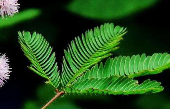 羞草怎麼種，浸種晾幹、覆土4厘米深(15天生根發芽)