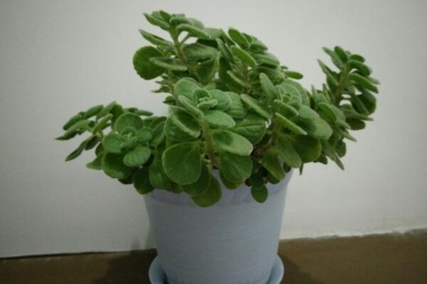 碰碰香的禁忌和功效,雖然功效全麵但禁忌也不可忽視