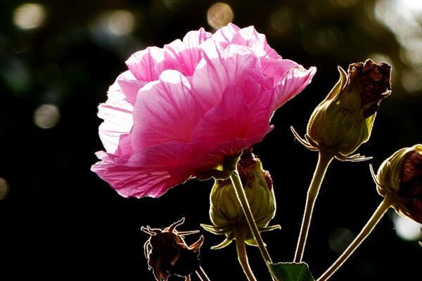 木芙蓉花有蕾不開花怎麼回事，影響植株開花的5大因素