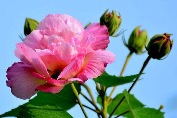 木芙蓉花有蕾不開花怎麼回事，影響植株開花的5大因素