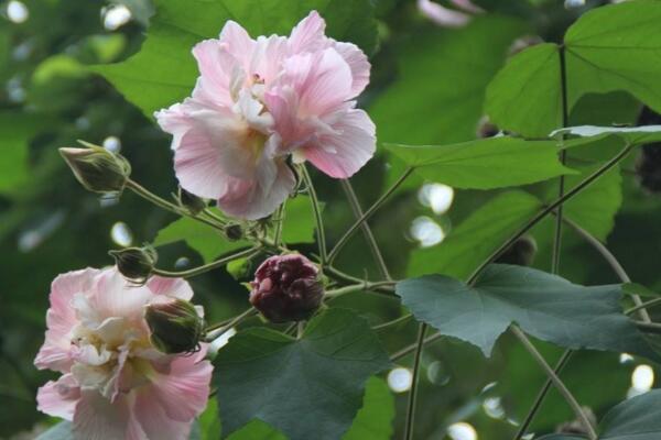木芙蓉花有蕾不開花怎麼回事，影響植株開花的5大因素