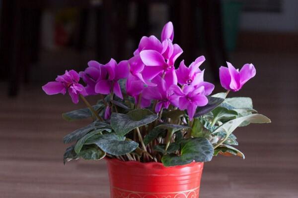 仙客來葉子掉光了怎麼辦，導致植株掉葉子的5種原因