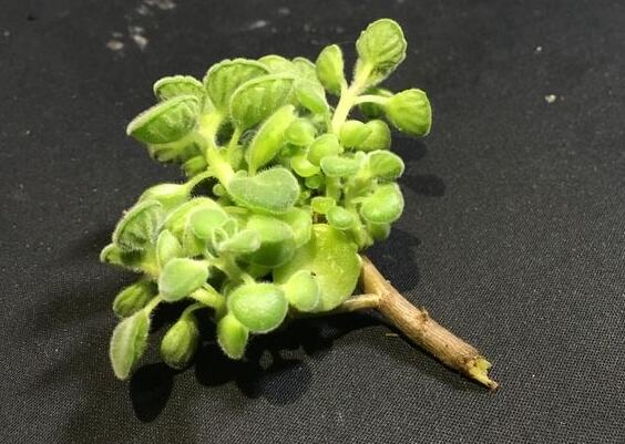 碰碰香怎麼施肥,生長期時候施肥可以讓它長的更旺盛