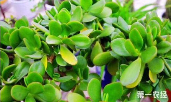 燕子掌葉子變軟怎麼辦,教你最常見兩種解決辦法(光照與施肥)