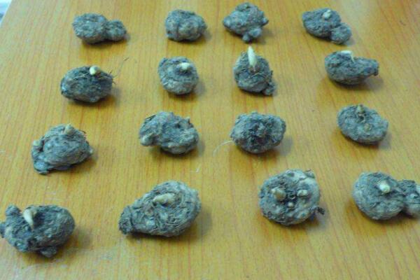 馬蹄蓮種球怎麼種植，種植步驟以及前期養護技巧