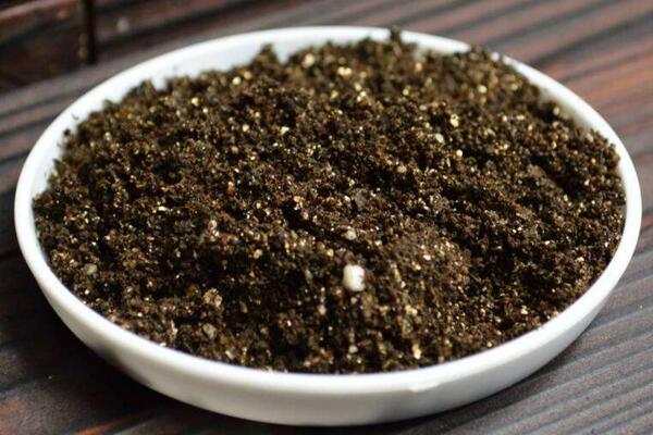 馬蹄蓮種球怎麼種植，種植步驟以及前期養護技巧