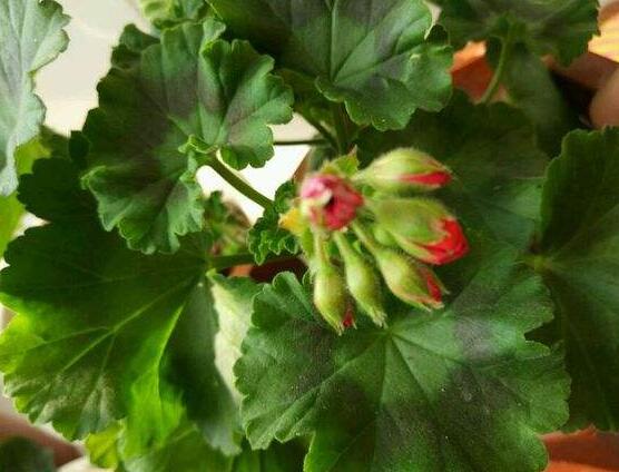 天竺葵花苞幹枯怎麼辦,老農總結三種最常見解決方法