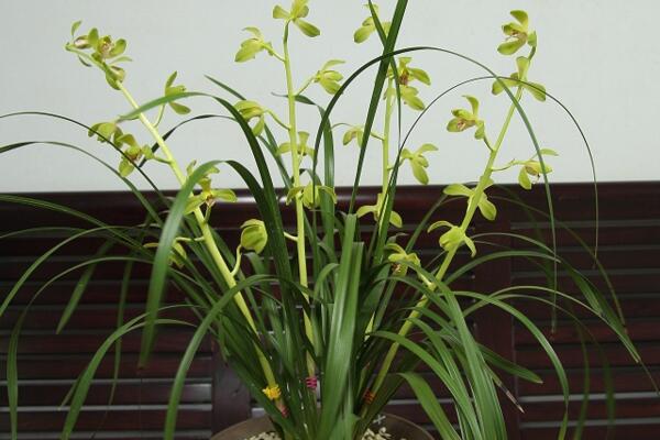 蘭花怎麼修剪,蘭花修剪的4大要點