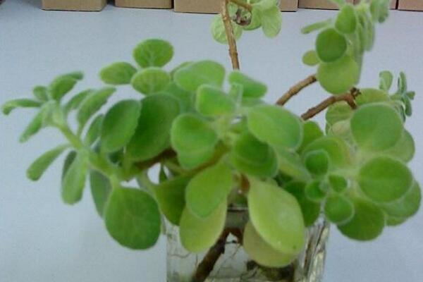 碰碰香的作用,沒想到碰碰香竟然有這麼多好處