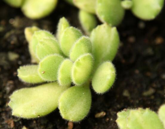 熊童子開花要施肥嗎,施以磷鉀肥為主/35度以上停止施肥