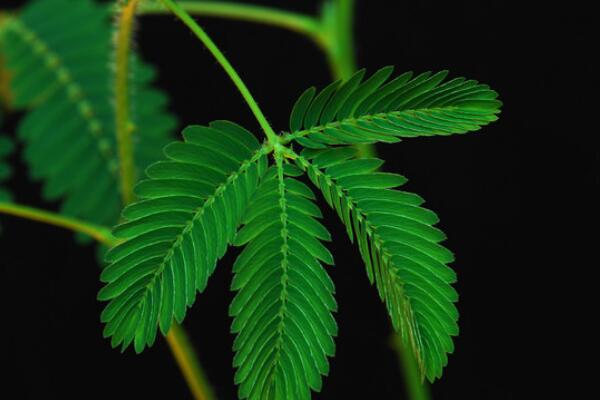 含羞草摸了掉頭發嗎,長期接觸會引起脫發