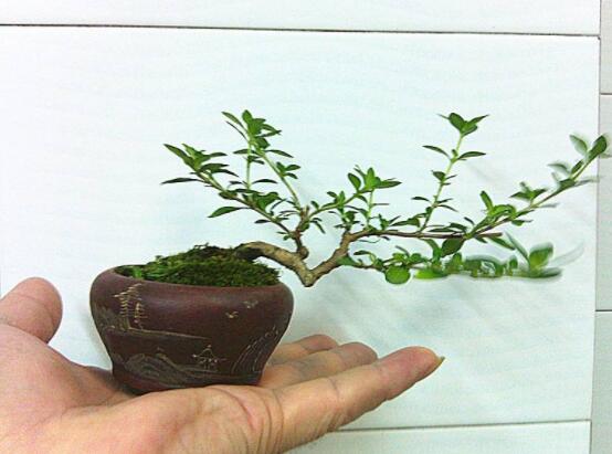 提根六月雪怎麼養好,教你六個步驟造型更加美觀