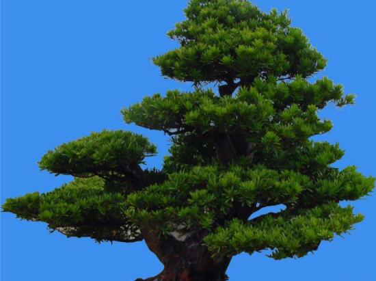 羅漢鬆能種大門兩邊嗎,可以/趨吉避凶、辟邪化煞