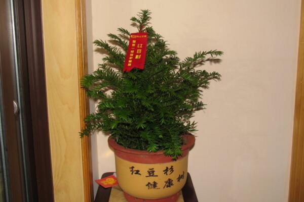 紅豆杉的花語和傳說,花語高傲、傳說淒涼