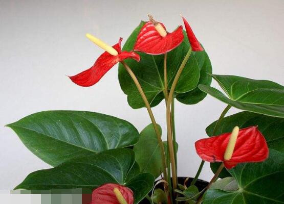 紅掌怎麼養才能開花,隻需要做好六點花開茂盛