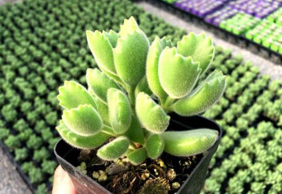 熊童子怎麼養才能飽滿，老農總結五個重要養護措施