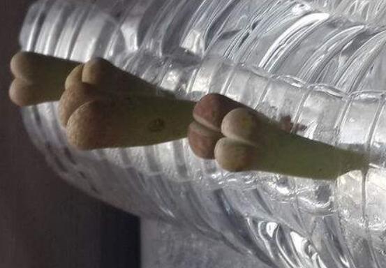生石花怎麼水培,教你四個基本步驟快速水培生根