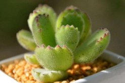 熊童子怎麼養肥，讓熊童子迅速變肥的5大技巧