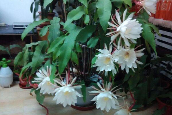 曇花要養幾年才開花,養殖三年左右才能開花