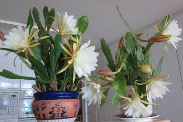 曇花要養幾年才開花,養殖三年左右才能開花