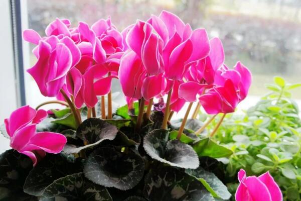 仙客來花期結束了怎麼辦,做好以下4步仙客來複花指日可待