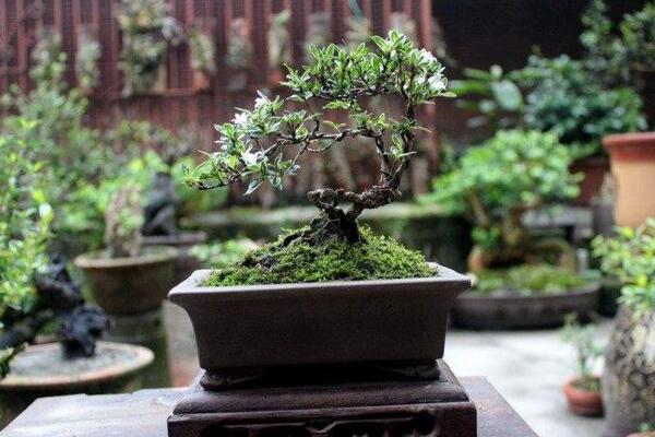 六月雪夏天怎麼養，六月雪夏季養殖5大要點