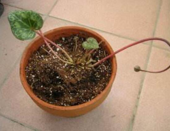 仙客來的球莖怎麼保存,最重要就是注意溫度變化(降溫處理)