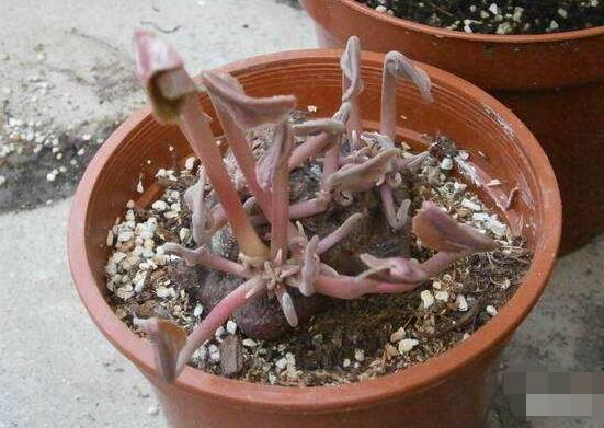 仙客來的球莖怎麼保存,最重要就是注意溫度變化(降溫處理)