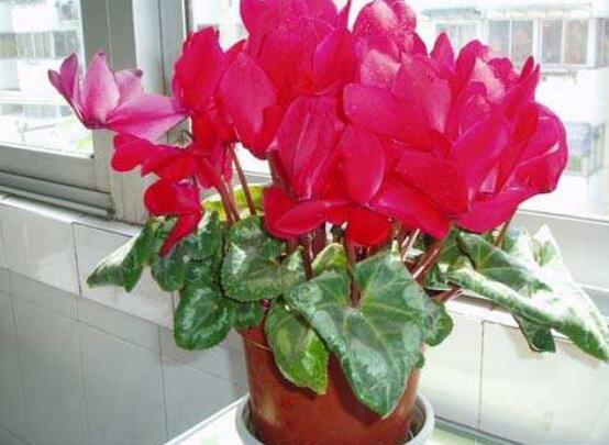 仙客來的球莖怎麼保存,最重要就是注意溫度變化(降溫處理)