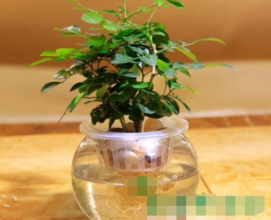 九裏香的養殖方法水培，教你四個步驟水培爆盆