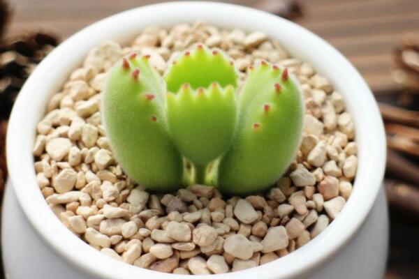 熊童子怎麼澆水，熊童子四季澆水方法