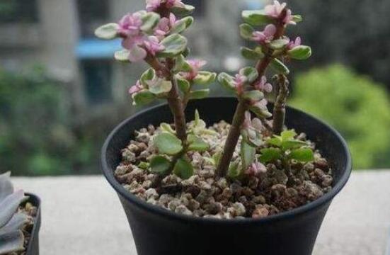 雅樂之舞怎麼養能開花,隻需要五個步驟花開爆盆