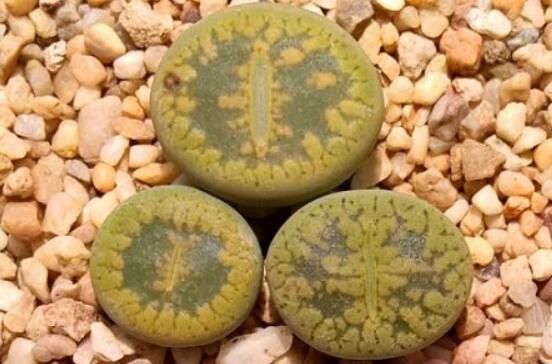 生石花怎麼養長得快，老農總結五個快速生長好方法