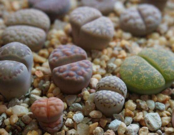 生石花怎麼養長得快，老農總結五個快速生長好方法