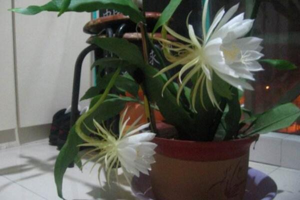 曇花什麼時候開花,每年的6-10月開花(花期十分短暫)