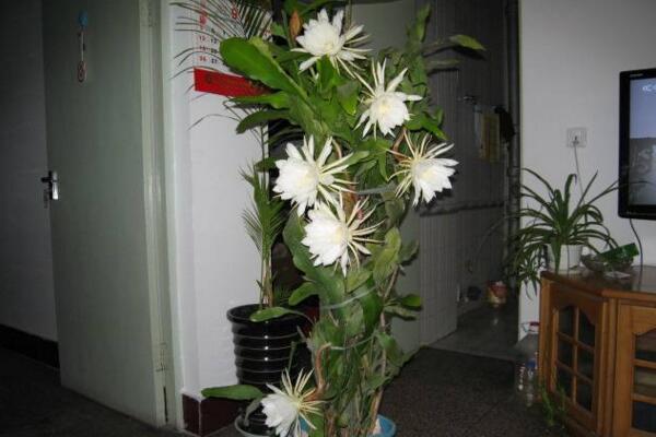 曇花什麼時候開花,每年的6-10月開花(花期十分短暫)