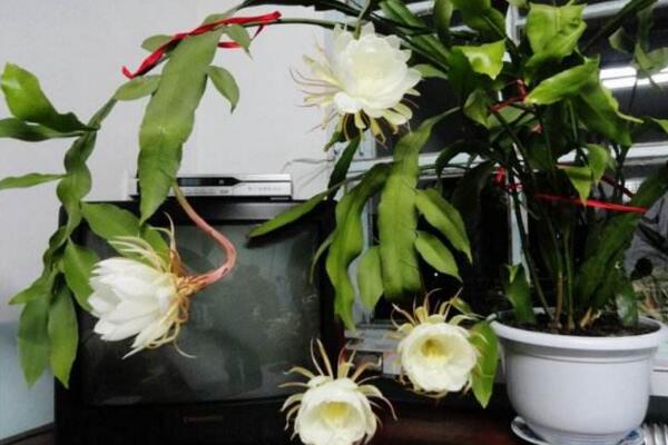 曇花什麼時候開花,每年的6-10月開花(花期十分短暫)