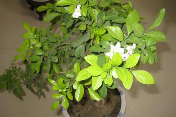 怎麼讓九裏香開花,5個要點可讓它的花開得更旺、更久