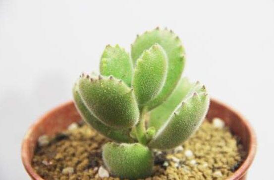 熊童子用什麼土，腐葉土、園土、沙土最為合適