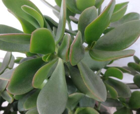 燕子掌掉葉子怎麼辦,老農教你三種最直觀解決方法