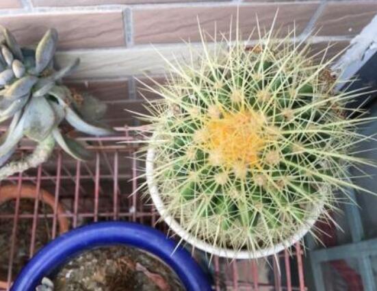 仙人球爛了怎麼辦,及時修剪爛根、消毒/保持通風透氣