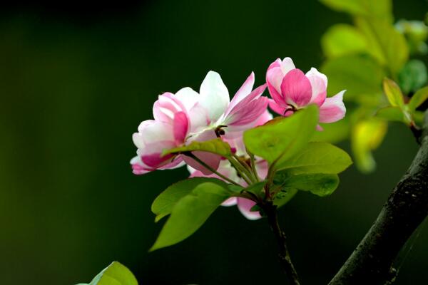 海棠花開的季節,春夏兩季開放(2個月花期)