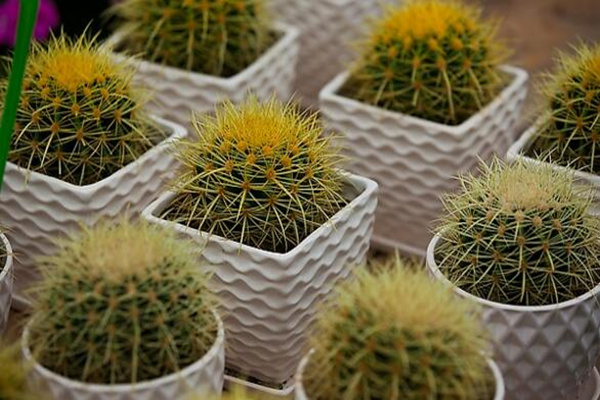 仙人球放在臥室好嗎,仙人球放臥室的5大好處