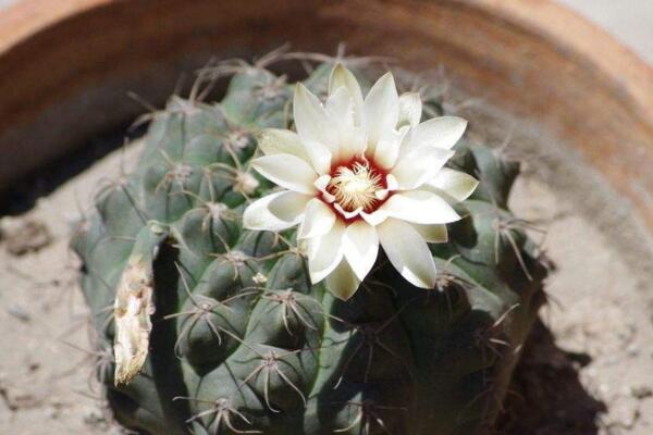 仙人球放在臥室好嗎,仙人球放臥室的5大好處